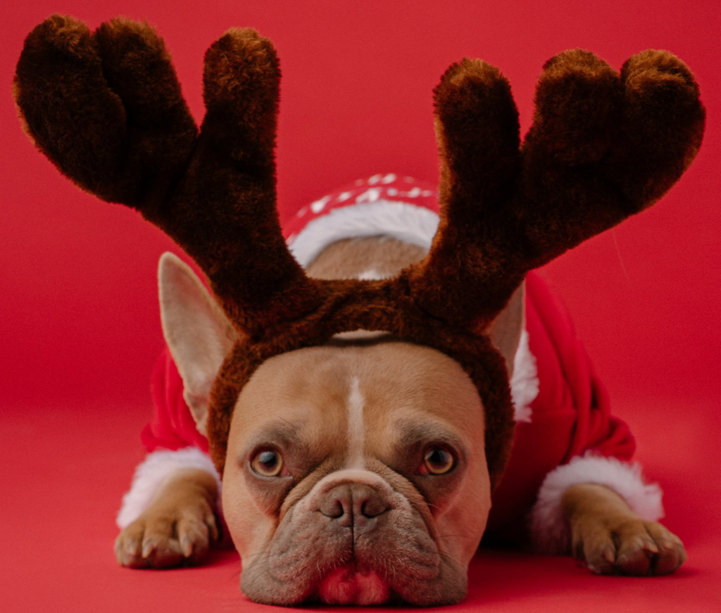 A dog in a Christmas outfit