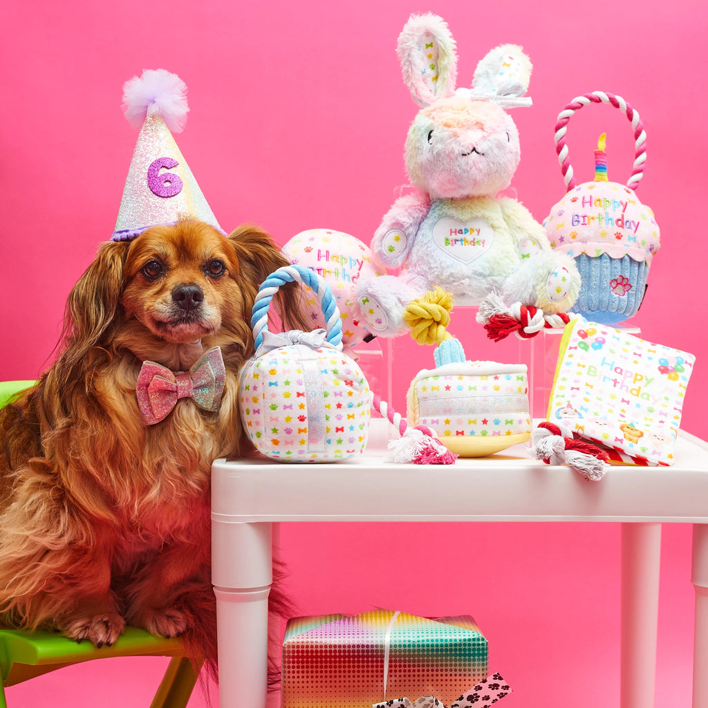 A dog with birthday toy items