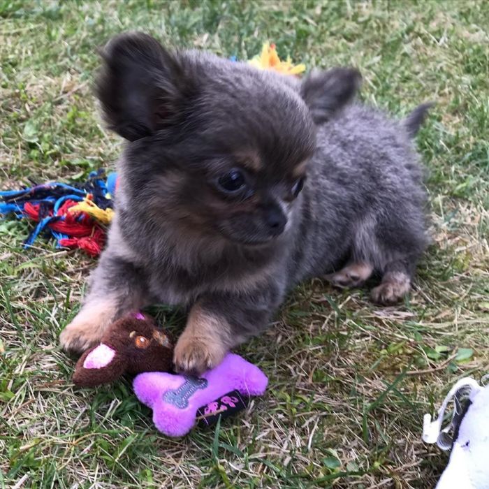 A chihuahua playing with a rope dog toy that looks like a chihuahua