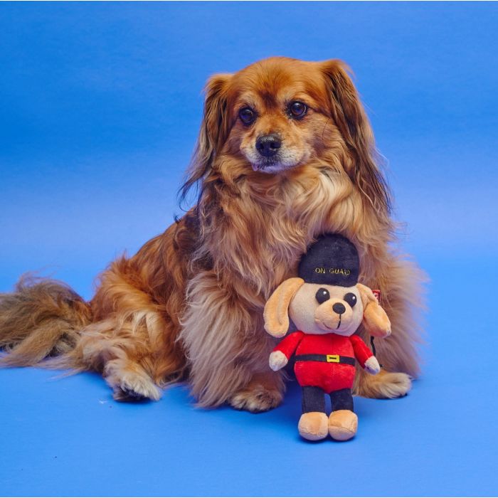 A dog posing with a British royal guard dog toy on a blue background