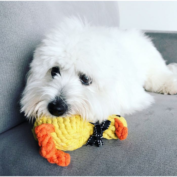 A dog with a rope duck toy in its mouth