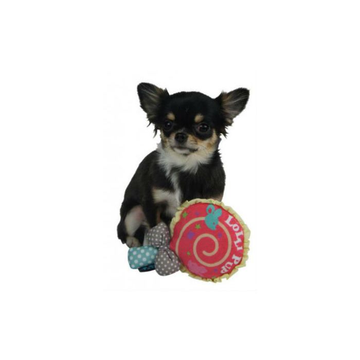 A dog posing with a dog toy that looks like a lollipop